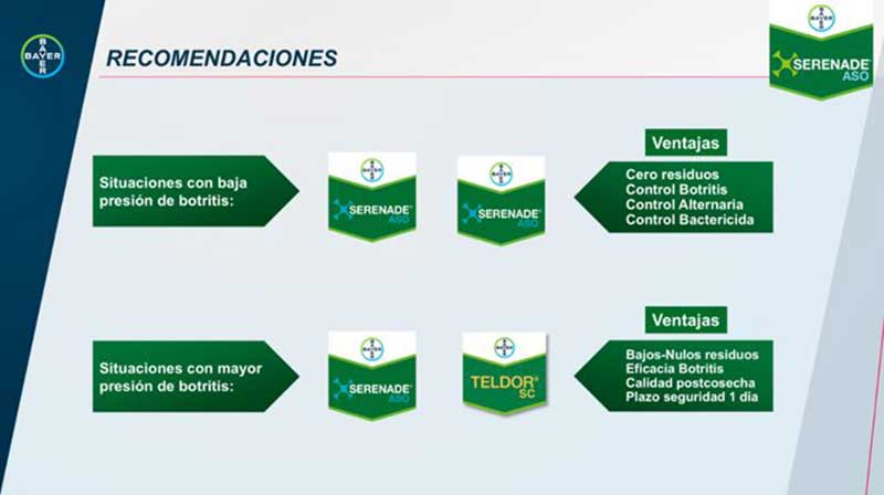 bayer