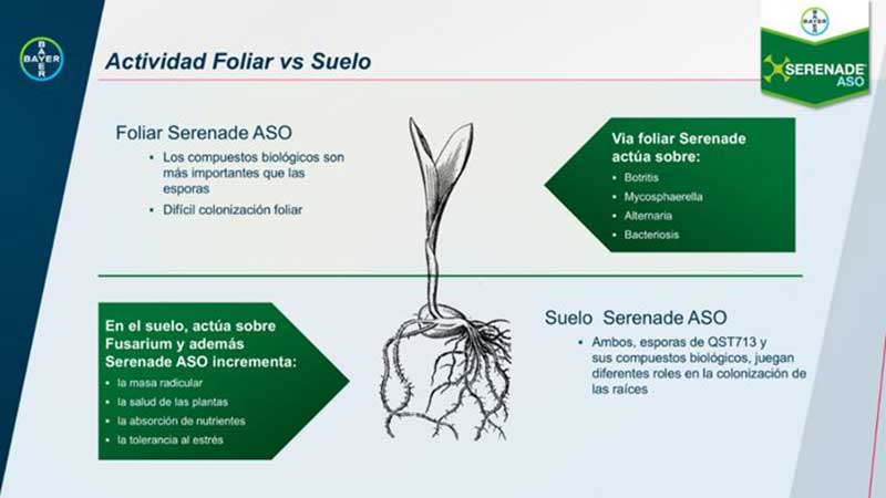 bayer Serenade® Aso