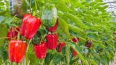 pimiento