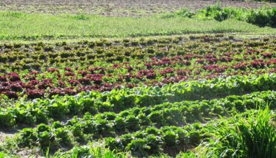 campo de cultivo