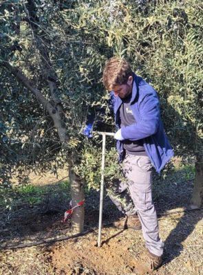 muestras suelo olivar
