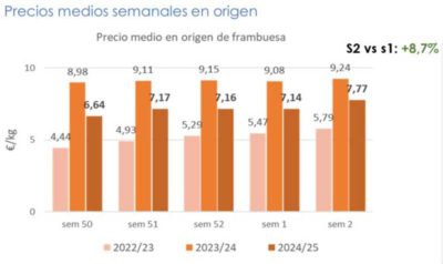precio frambuesa