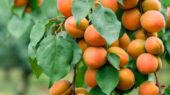 nectarina