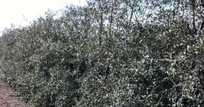 olivar superintensivo con riego