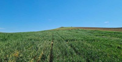 campo de cereal