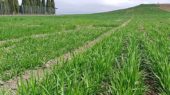 campo de cereal