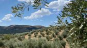 olivar