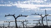 viñas condado de huelva