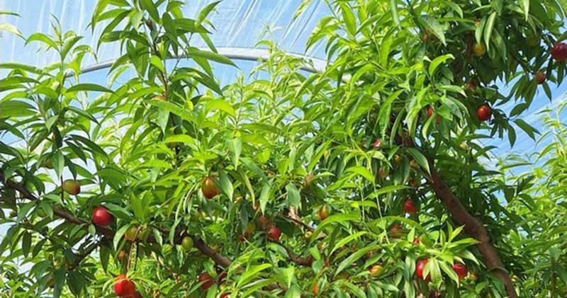 fruta de hueso