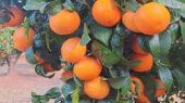 mandarina orri