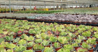 planta de cactus