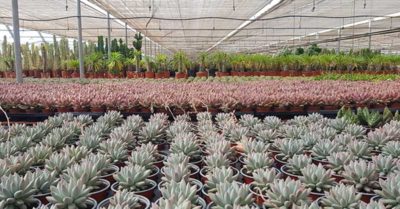 planta de cactus