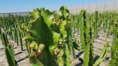planta de cactus
