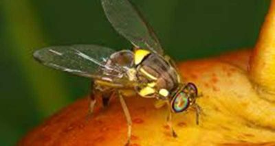 bactrocera zonata