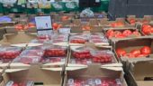 tomate cherry