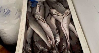decomiso de pescado