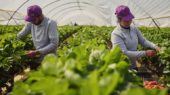 comercializadora SENDA