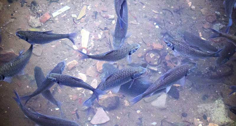 Ifapa Aguas del Pino
